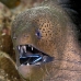 moray_giant_kry_phu_v_0147_tha6602.jpg
